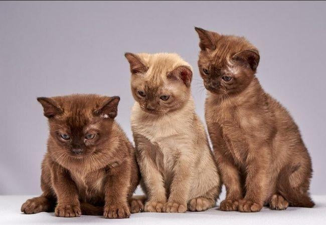 10 Hypoallergenic Cat Breeds for People with Allergies-Pawsome Couture®