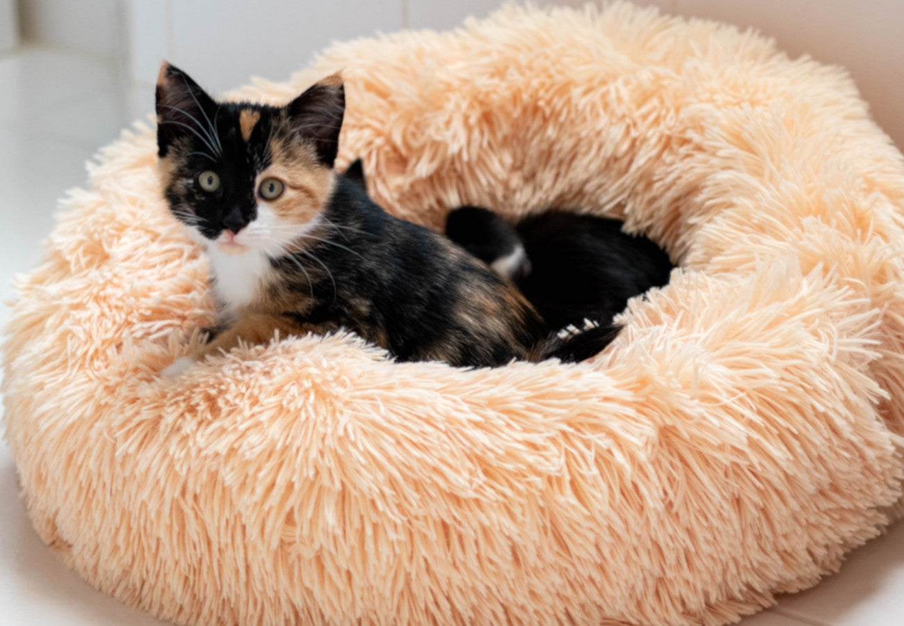 How To Clean A Cat Bed