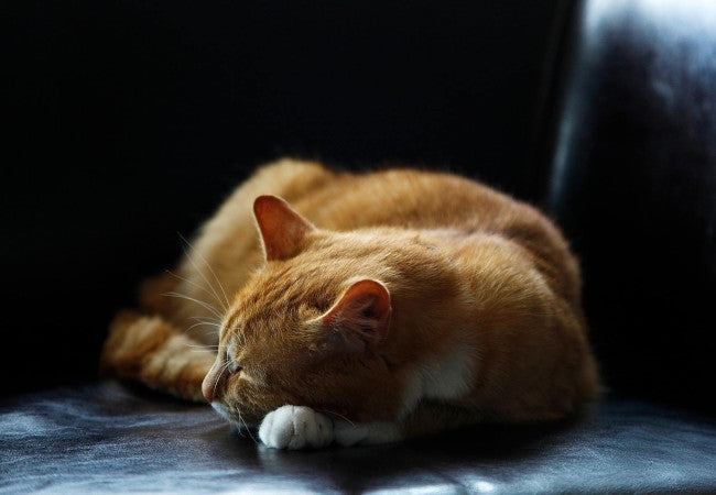 Arthritis in Cats-Pawsome Couture®