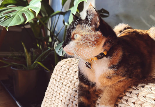 What Is The Best Material For Cat Collars?