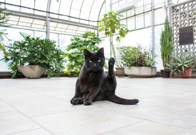 10 Plants That Are Pretty And Cat-Friendly | Pawsome Couture