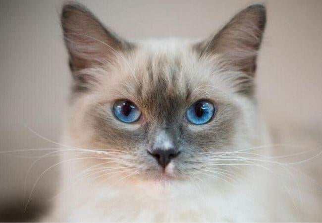 8 Interesting Facts About the Ragdoll Cat