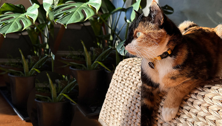 Premium cat accessories and luxury cat collars with bells