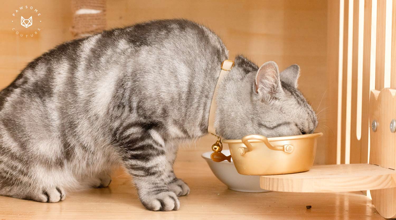 Cat Collars & Accessories