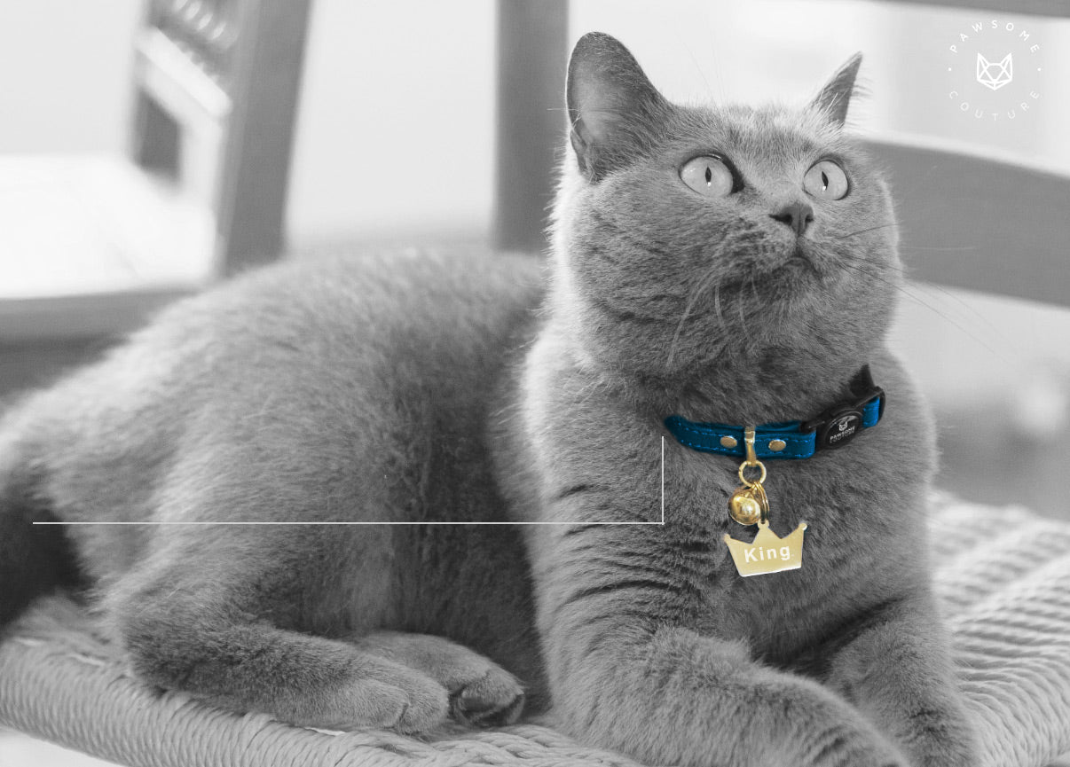 Blue Luxury Cat Collar - Pawsome Couture