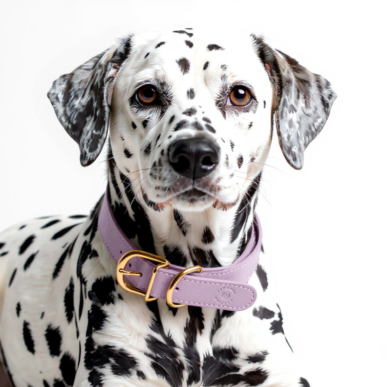 Leather Dog Collar