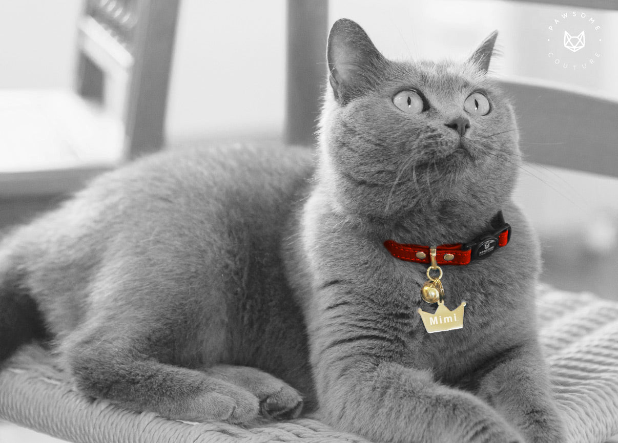 Royal Red Luxury Cat Collar for Fancy Cats with Crown Pet ID Tag
