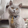 British shorthair cat wearing heart cat id tag