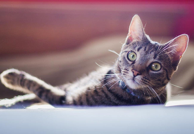 5 Common Stress Triggers for Cats-Pawsome Couture®