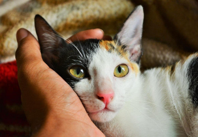 Tips for Giving Your Cat A Pill-Pawsome Couture®
