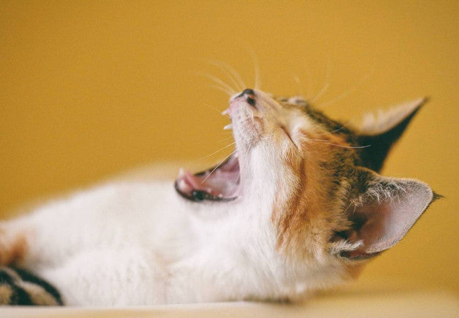 6 Simple Steps for Cleaning Cat Teeth-Pawsome Couture®