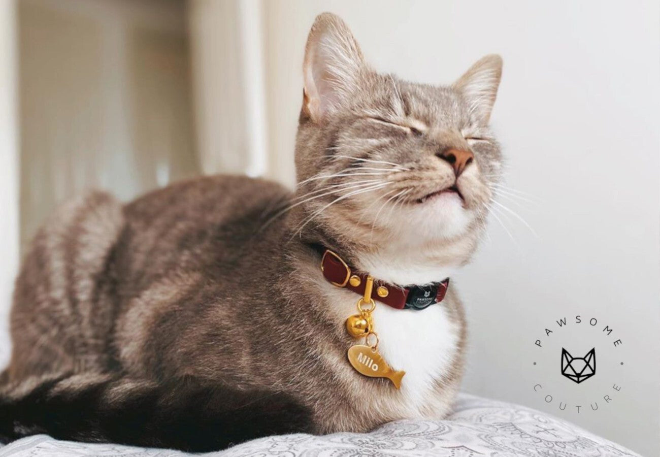 5 Best Products for Cats 2021 Pawsome Couture Pawsome Couture®