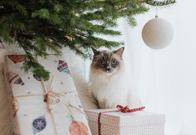 Pampering Your Cat for Christmas-Pawsome Couture®