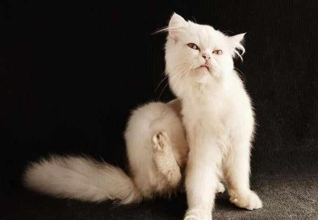 Cat Dandruff? Oh no!-Pawsome Couture®