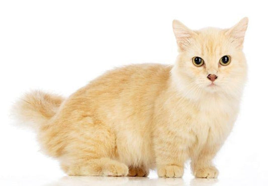 The Short-Legged Munchkin Cat-Pawsome Couture®