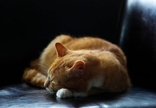 Arthritis in Cats-Pawsome Couture®