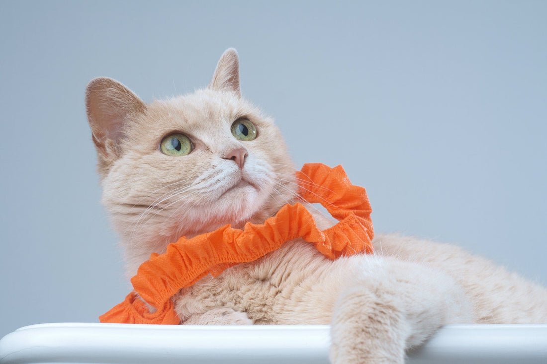 5 Toys That Are Purrr-fect for Your Feline Friend [Pt. 2]-Pawsome Couture®