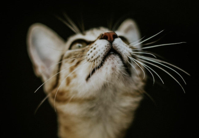 Whisker Fatigue in Cats-Pawsome Couture®