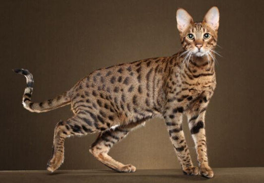 What You Need to Know About the Savannah Cat-Pawsome Couture®