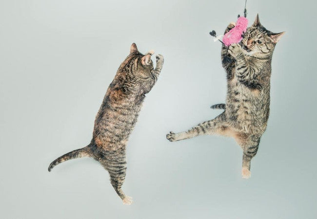 Why Do Cats Like Catnip?-Pawsome Couture®