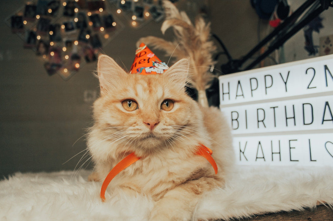 How to Throw A Birthday Party for Your Feline Friend-Pawsome Couture®