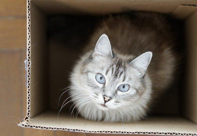 Why Do Cats Like Boxes?-Pawsome Couture®