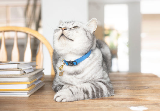 How Do Breakaway Cat Collars Work?