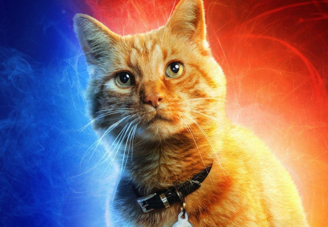 The Greatest 5 Cinematic Cats of All Time-Pawsome Couture®