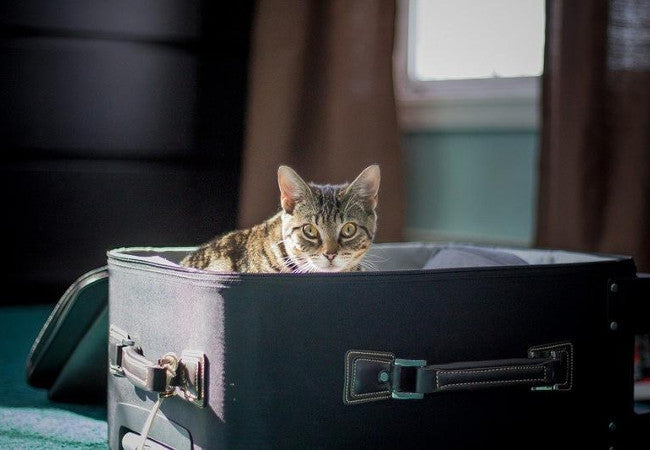 Tips for Travelling or Moving with Cats-Pawsome Couture®