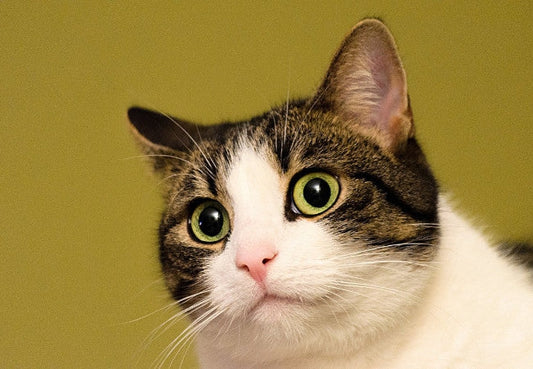 How to Prevent Hairballs in Cats-Pawsome Couture®