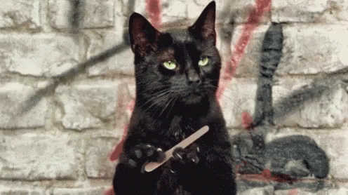 10 Of The Funniest Gifs Where Cats Show Their True Catty Sides 😼