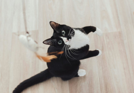 The Best Cat Toys To Stimulate Your Cat
