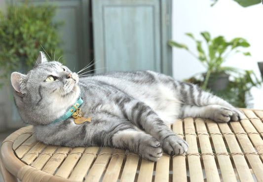What Information Should You Put On Your Cat's ID Tag?