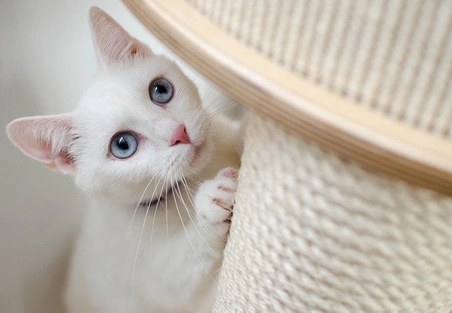 The Ultimate Guide to Stopping Cats from Scratching Furniture-Pawsome Couture®