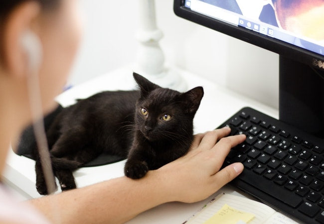 Our Top Tips For Working From Home With Cats-Pawsome Couture®