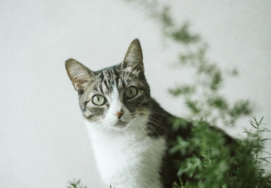 The Ultimate Guide to Cat Grass-Pawsome Couture®
