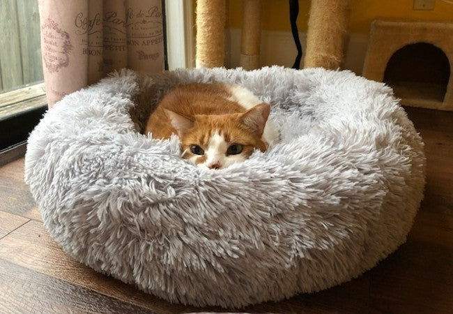 Acclimating Your Cat to Our Calming Pet Bed-Pawsome Couture®