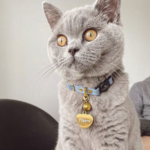 Collar ID Tags