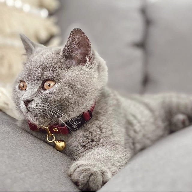 Kitten Cat Collars