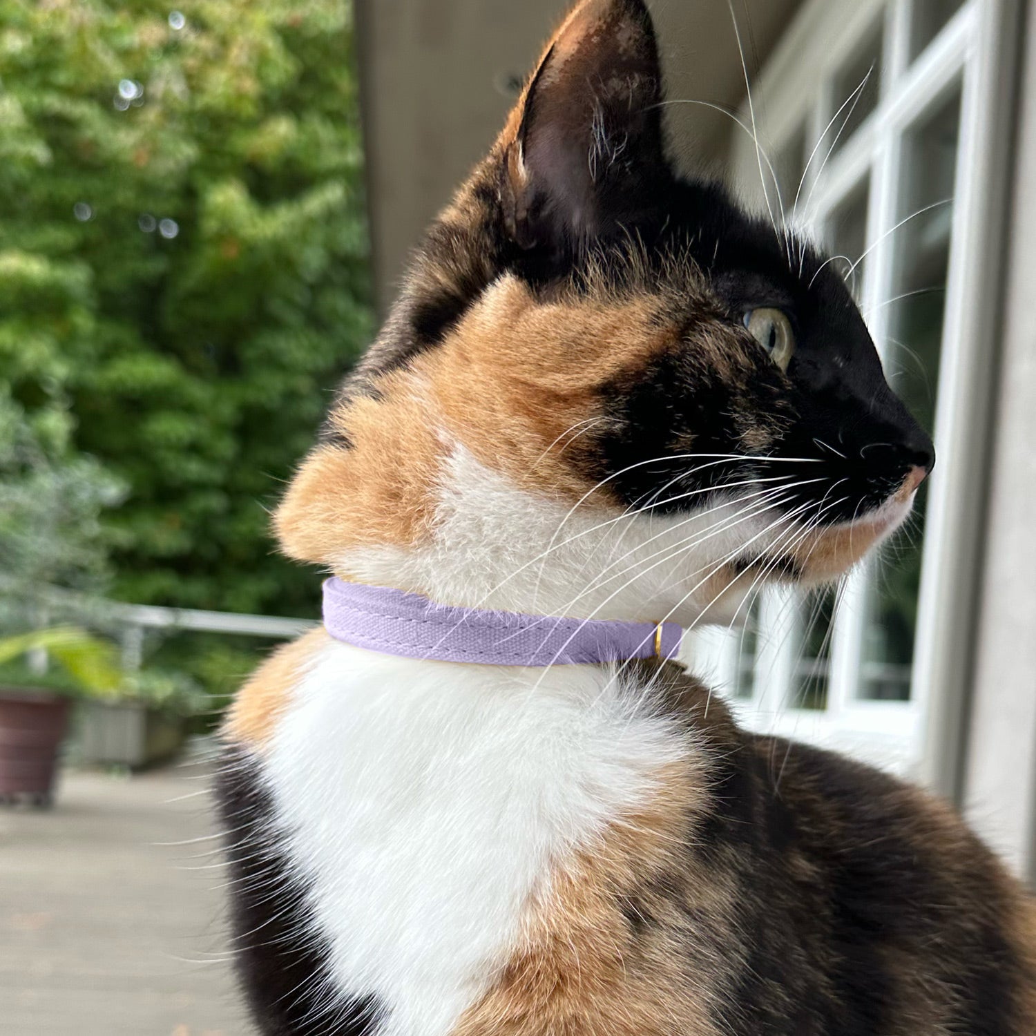 Cotton Cat Collars