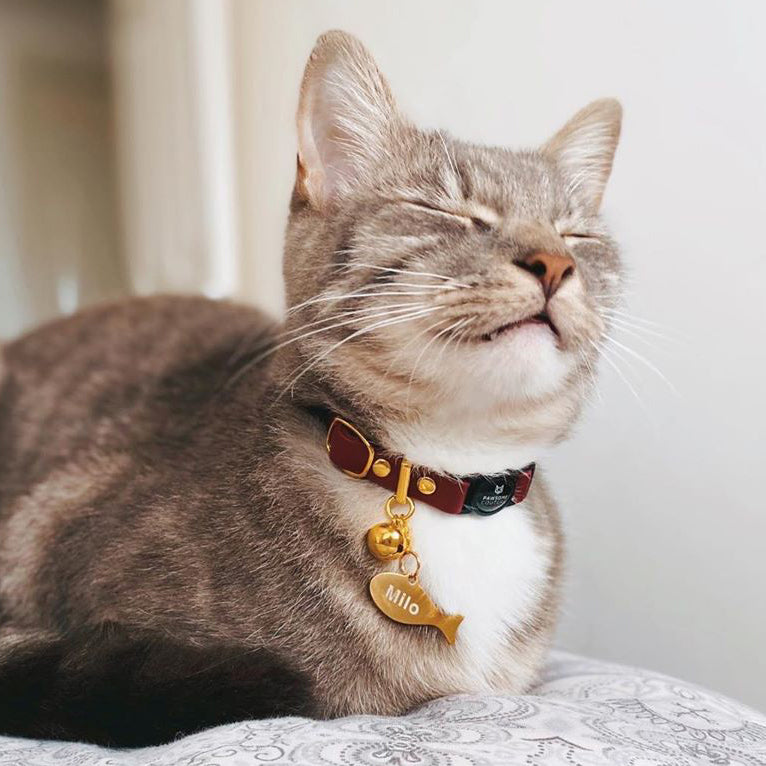 Cat Collars