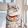 Fish Pet ID Tag