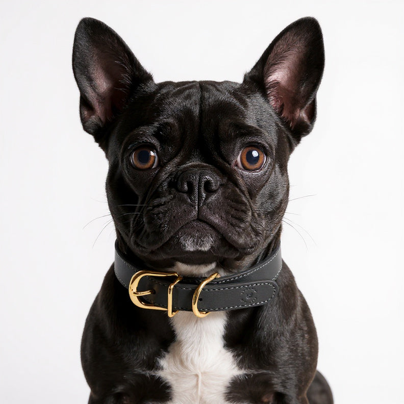Leather Dog Collar