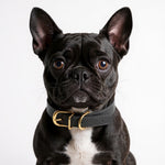 Leather Dog Collar