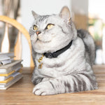 Black Luxury Leather Cat Collar