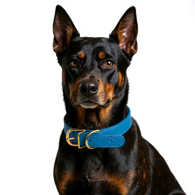 Leather Dog Collar