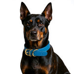 Leather Dog Collar