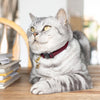 Burgundy Luxury Leather Cat Collar