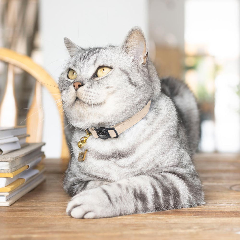 Designer Cat Collars  Luxury Leather Cat Collars Australia