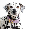 Leather Dog Collar